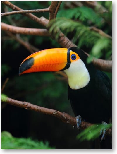 Toekan in de Jungle - 30x40 Dibond voor Binnen én Buiten - Dieren - Natuur