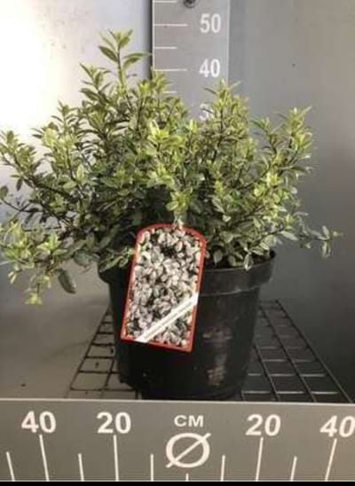 Pittosporum ten. 'Silver Ball'® - Australische Laurier 30- 40 cm in pot