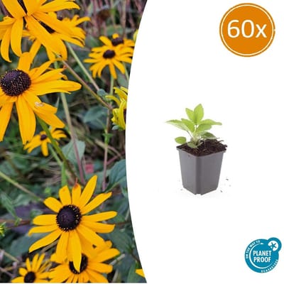 Tuinplantenshop.com | Rudbeckia fulgida 'Goldsturm' | 60 stuks - Ø9cm - 10-25cm hoog - Tuinplant