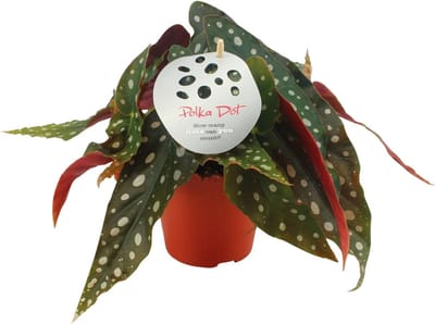Plantenboetiek.nl | Begonia Maculata - Ø12cm - 20cm hoog - Kamerplant - Groenblijvend