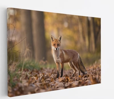 Saammp Canvas Schilderij - Vos in het bos - Natuur - Dieren - 45x30 - Foto op canvas - Wanddecoratie - Muurdecoratie Woonkamer - Slaapkamer decoratie - Canvas Print