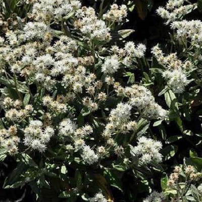 6 x Anaphalis Triplinervis - Siberische Edelweiss pot 9x9cm