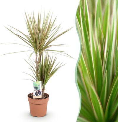Green BoutiQ - Kamerplanten - Dracaena Marginata Bicolor - Drakenbloedboom - Weinig onderhoud - Groen - 1 Plant - Pot 17cm - Hoogte 70-75cm