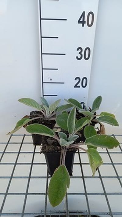 6x Ezelsoor - Stachys byz. 'Big Ears' ( 'helene v. stein') | 9x9 cm pot