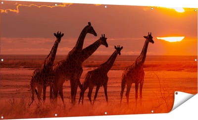 Gards Tuinposter Giraffe Kudde bij Zonsondergang - 180x90 cm - Tuindoek - Tuindecoratie - Wanddecoratie buiten - Tuinschilderij