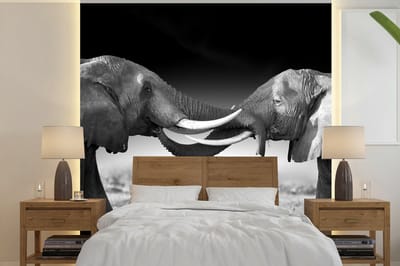 Behang - Fotobehang Olifant - Dieren - Zwart wit - Portret - Landschap - Breedte 280 cm x hoogte 280 cm