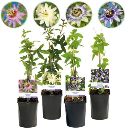 Green boutiQ - Passiebloem - Passiflora Rainbow - Bloem Roze Wit Paars Groen - Weinig onderhoud - 4 planten - Pot 11cm Hoogte 40cm