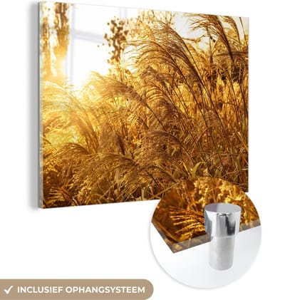 MuchoWow® Glasschilderij 40x30 cm - Schilderij acrylglas - Pampasgras - Zon - Gras - Foto op glas - Schilderijen