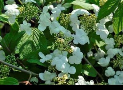 Viburnum plic. 'Mariesii' - Japanse Sneeuwbal 50- 60 cm in pot
