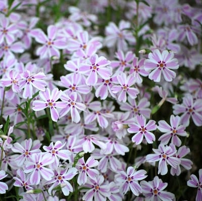 6 x Kruipphlox Wit|Roze / Kruipende Vlambloem - Bodembedekkers Planten - Phlox subulata 'Candy Stripes' in 9x9cm pot met hoogte 0-10cm