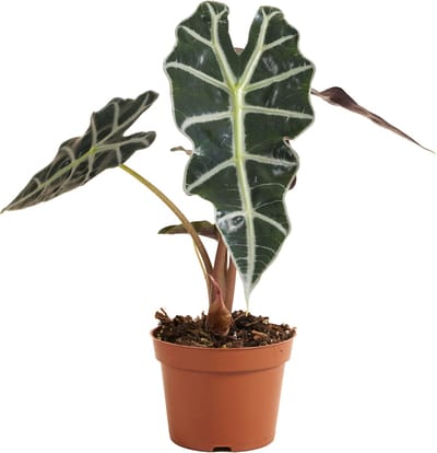 Bloomique - Alocasia Polly - Skeletplant - Kamerplanten - Luchtzuiverend - Hoogte 30-40 cm - Pot 12 cm