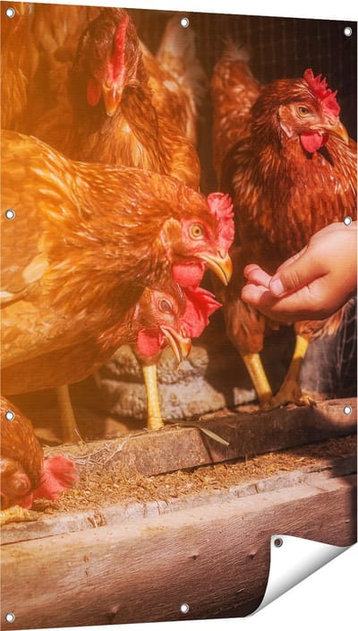 Gards Tuinposter Kippen Krijgen te Eten - 80x120 cm - Tuindoek - Tuindecoratie - Wanddecoratie buiten - Tuinschilderij