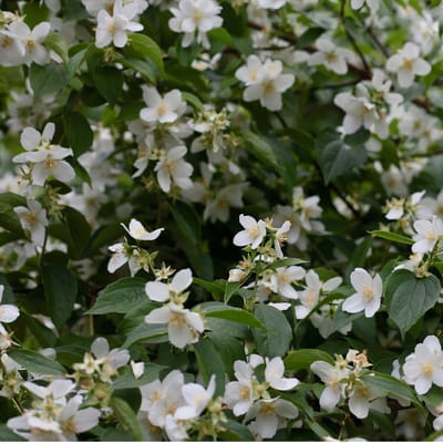 Trachelospermum Jasminoides - Sterjasmijn 50-60 cm in pot - Een Blijvende Klimplant met Betoverende Bloemen