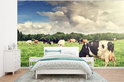 Behang - Fotobehang Koeien - Weiland - Natuur - Dieren - Landschap - Breedte 350 cm x hoogte 260 cm