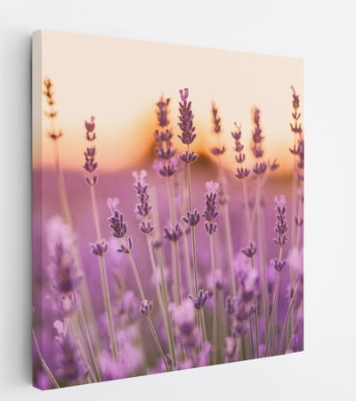 Saammp Canvas Schilderij - Lavendel Close-up - Zonsondergang - Landschap - Natuur - 20x20 - Foto op canvas - Wanddecoratie - Muurdecoratie Woonkamer - Slaapkamer decoratie - Canvas Print