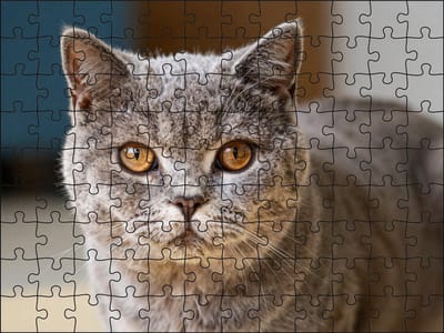 Puzzel Britse Korthaar | 120 stukjes | Dierenpuzzel | Kattenpuzzel