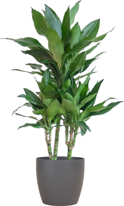 Dracaena Janet Lind met Viber grijs pot – 95 cm – Ø21 cm