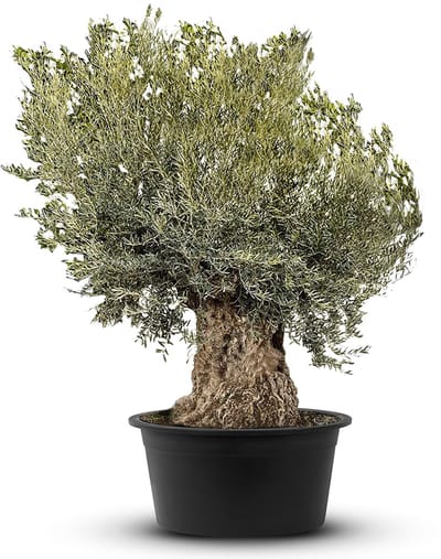 Tropictrees - Olijfboom - Bonsai - Winterhard - Stamomvang ⌀180-230 cm - Hoogte ca. 275