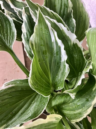 6x Hartlelie, Funkia - Hosta ‘Undulata Albomarginata’ | 9x9 cm pot