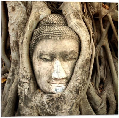 Acrylglas - Buddhahoofd in Boomstronk - 50x50cm Foto op Acrylglas (Wanddecoratie op Acrylglas)