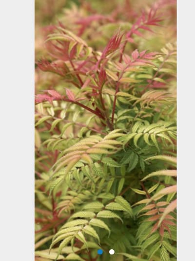 Sorbaria sorbifolia 'Sem' - Lijsterbes Spirea 30 - 40 cm in pot
