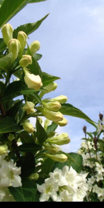 Weigela hybr. 'Candida' - Weigela, Weigelia 50- 60 cm in pot