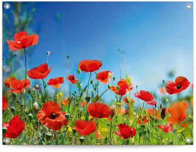 Tuinposter Zomerbloemen - 60 x 80 - Canvas - REINDERS