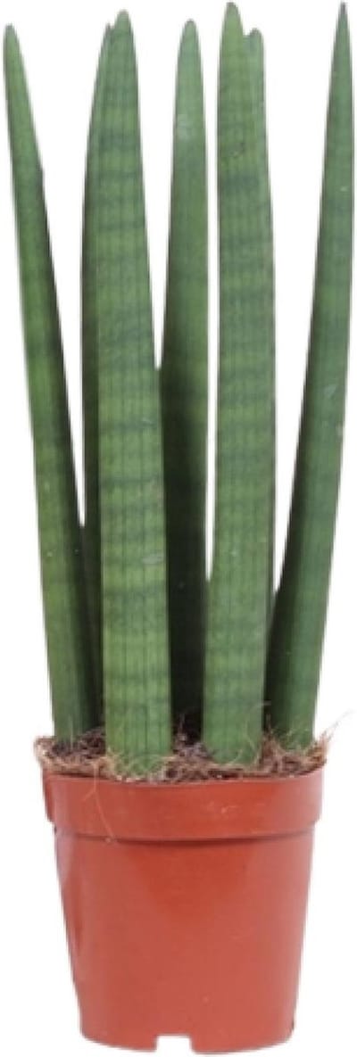 Plantenboetiek.nl | Sansevieria Straight - Ø12cm - 30-40cm hoog - Kamerplant - Groenblijvend - Cactus & Vetplanten