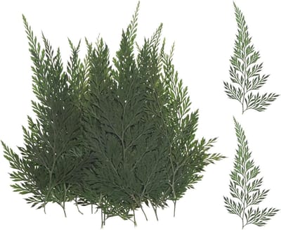 Set van 24 Gedroogde Bloemblaadjes en Natuurlijke Varens - Perfect voor Decoratie en Ambachten