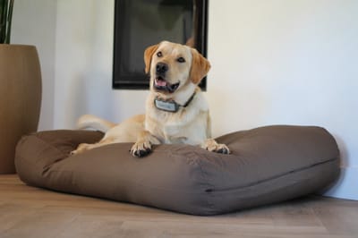 Dog's Companion Hondenkussen / Hondenbed - XS - 55 x 45 cm - Taupe/Bruin Canvas/Katoen