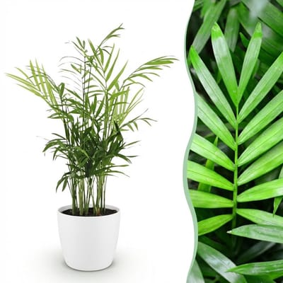 Green boutiQ - Kamerplant - Chamaedorea elegans - Goudpalm - Huisdiervriendelijke Plant - Groen - 1 Plant - met Potter Wit - Pot 12cm - Hoogte 15cm