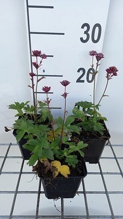 6x Zeeuws knoopje - Astrantia maj. 'Star of Love' | 9x9 cm pot