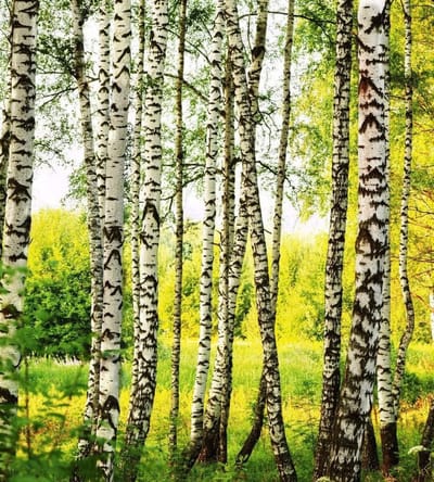 Fotobehang - Birch Forest 225x250cm - Vliesbehang