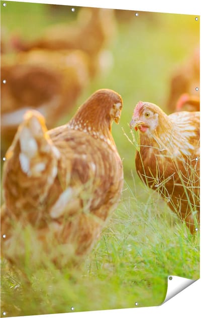 Gards Tuinposter Kippen op het Gras - 120x160 cm - Tuindoek - Tuindecoratie - Wanddecoratie buiten - Tuinschilderij