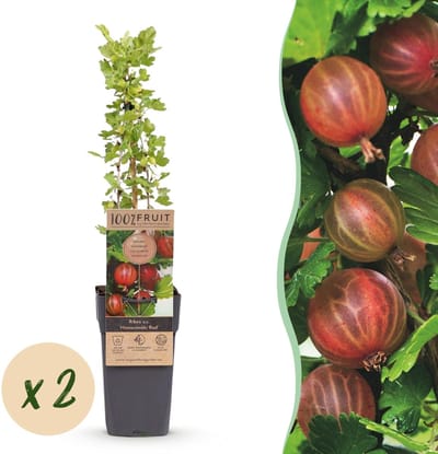 Green boutiQ - Fruitplant - Ribes uva-crispa Hinnonmäki Röd - Kruisbes - Winterhard - Rode Bes - 2 Planten - Pot 15cm - Hoogte 50cm