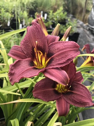 6 x Hemerocallis 'Jockey club' - Daglelie - P9 Pot (9 x 9cm) - Dima Vaste Planten
