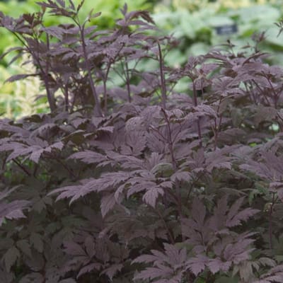 6x Actaea simplex 'Black Beauty' Pot 9x9cm - Prachtige sierplant voor in de tuin