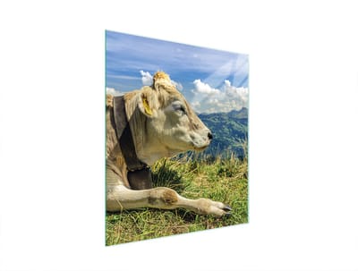 TMK ArtDeko - Serie Snijplank - Glas - Beschermplaat - 45x52 cm - Koeienmotief