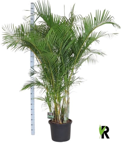 Dypsis lutescens Goudpalm 250 cm – Kamerplant – Vers Van De Kweker – Potmaat Ø40 cm