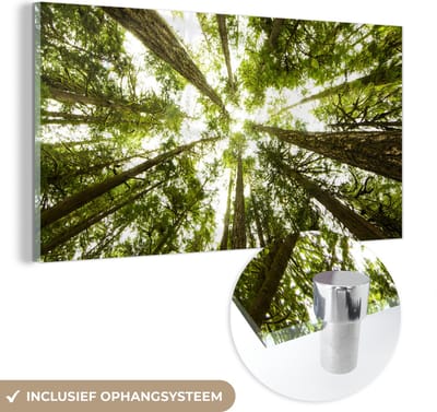 MuchoWow® Glasschilderij 40x20 cm - Schilderij acrylglas - Onderaanzicht van de hoge bemoste bomen in het regenwoud - Foto op glas - Schilderijen