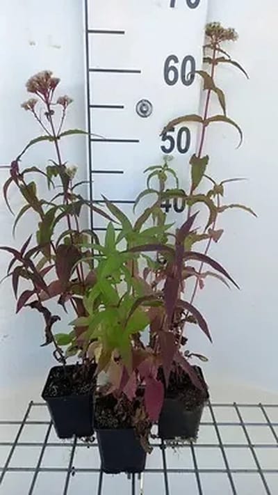 6x Leverkruid - Eupatorium perfoliatum | 9x9 cm pot