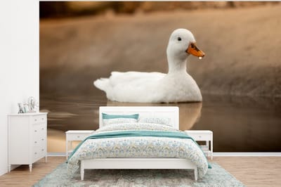 Behang - Fotobehang Eend - Vogel - Water - Wit - Breedte 320 cm x hoogte 240 cm