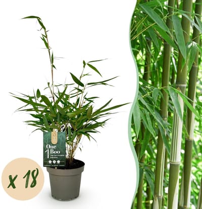 Green boutiQ - Bamboe - Fargesia robusta Pingwu - Bladhoudend - Niet Woekerend - Groen - 18 Planten - Pot 14cm - Hoogte 35cm