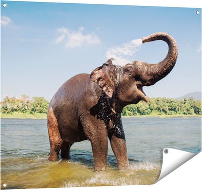 Gards Tuinposter Vrolijke Olifant in het Water - 100x80 cm - Tuindoek - Tuindecoratie - Wanddecoratie buiten - Tuinschilderij