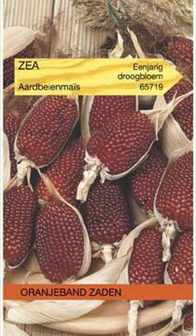 Oranjebandzaden -  Zea, Aardbeienmais