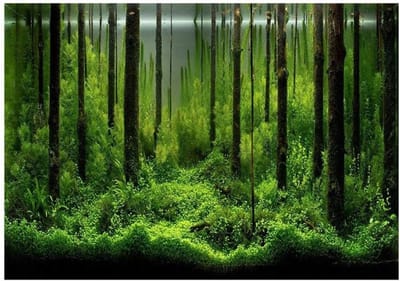 Onderwater Forest Achtergrond Sticker voor Aquarium, PVC Decoratie voor Tank (61 x 30cm) – Ideaal voor Aquascaping en Viswelzijn