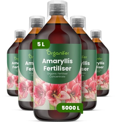 Vloeibare Meststof Voor Amaryllis 5X1 L Voor 5000 L - Npk 3-4-3 - Voor Sterke Bolontwikkeling - Grote Bloemen - Intense Kleur - Rechtopstaande Bloemstelen - Krachtige Wortelontwikkeling - Knopvorming - Bolvitaliteit - Organifer
