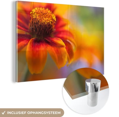 MuchoWow® Glasschilderij 150x100 cm - Schilderij acrylglas - Close-up van een oranje zinnia bloem - Foto op glas - Schilderijen