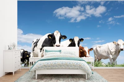 Behang - Fotobehang Koeien - Platteland - Weiland - Natuur - Dieren - Breedte 350 cm x hoogte 260 cm