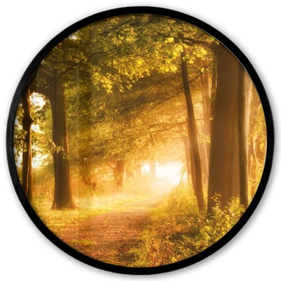 Poster in lijst Rond - Fotolijst 40x40 cm - Posters - Bos - Bomen - Zonlicht - Herfst - Bospad - Natuur - Ronde posterlijst zwart - Decoratie - Wanddecoratie woonkamer - Muurdecoratie slaapkamer